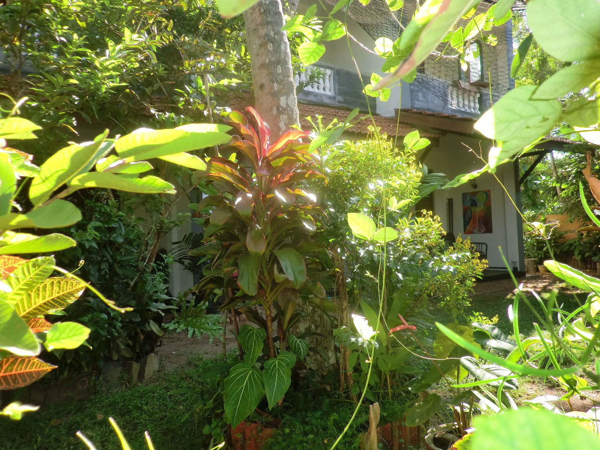 Peacock Wings Guest Hotel Mirissa Luaran gambar